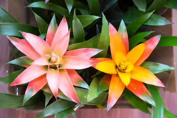 Bromelia çiçekleri (Latince Bromelia) pembe, eflatun ve sarıdır. Flora ev çiçekleri..
