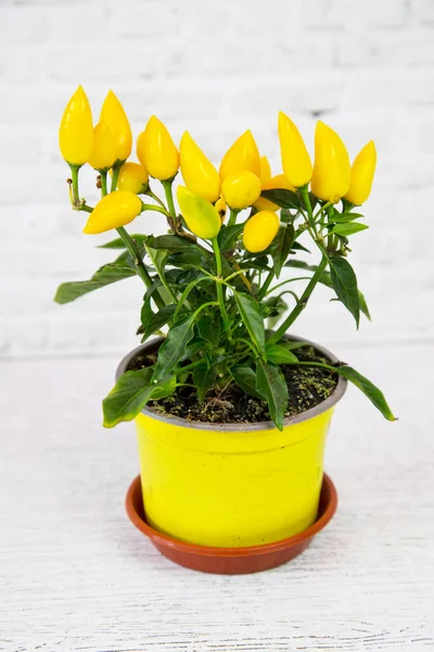 Plante Capsicum Avec Des Fruits Poivron Miniatures Jaunes Dans Pot — Photo