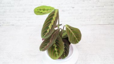 Yeşil yapraklar üzerinde yeşil damarlar bulunan ve beyaz bir arkaplanda dönen bitki Maranta büyüleyicisi (Latin Maranta) üç renkli (Latin Maranta). Flora ev çiçekleri..