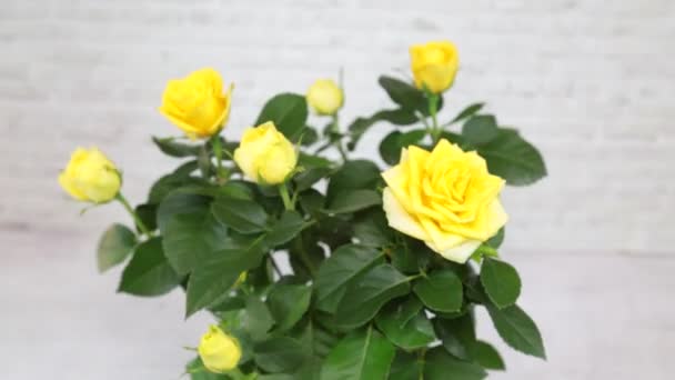 Plant Rose Patio Hit Latin Rsa Met Felgele Bloemen Een — Stockvideo