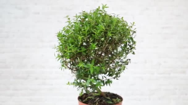 Common Myrtle Plant Latin Mrtus Commnis Small Green Leaves Clay — Stock Video