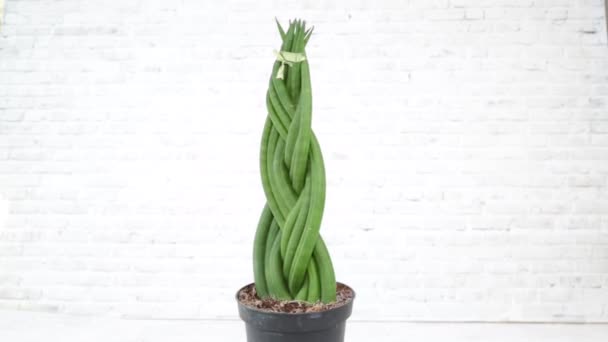 Plants Sansevieria Cylindrical Fan Latin Sansevieria Woven Pigtail Clay Pot — Stock Video