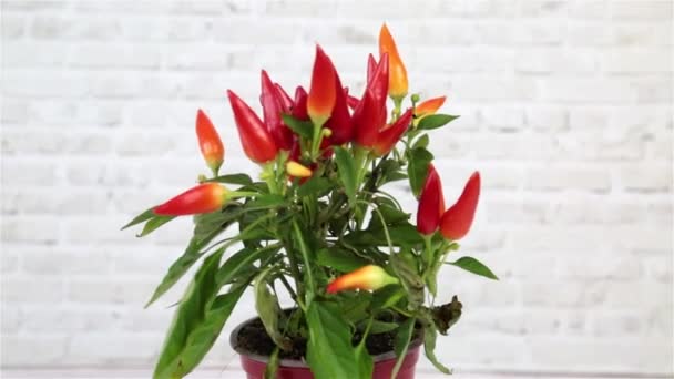 一种辣椒植物 红色的迷你胡椒水果在粘土壶中 在砖墙的白色背景上转动 植物家庭室内植物花 — 图库视频影像