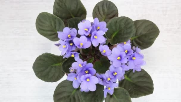 具有美丽紫色花朵的圣保罗尔山植物在白色的背景上旋转 顶部的景色 植物家庭室内植物花 — 图库视频影像