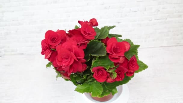 Závod Begonia Elatior Jasně Červenými Květy Květináči Otáčí Izolovaně Bílém — Stock video