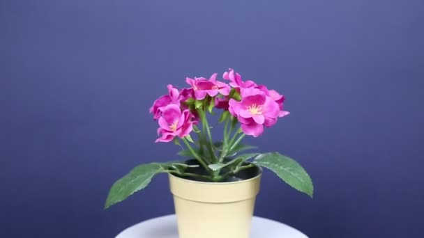 Una Planta Begonia Con Flores Color Rosa Brillante Una Maceta — Vídeos de Stock