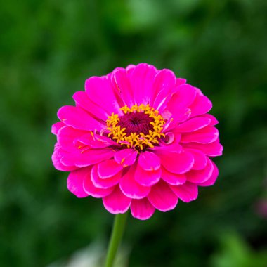 Zinnia çiçeği (Latince: 