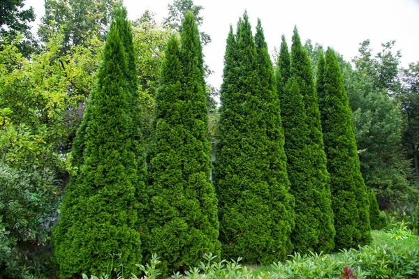 Row Slender Plants Pyramidal Juniper Latin Juniperus Background Green Plants — Stock Photo, Image