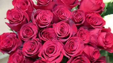 Kırmızı üst manzaralı, yuvarlak gül çiçekleri (Latin Rsa) manzarası. Flora ev çiçekleri..