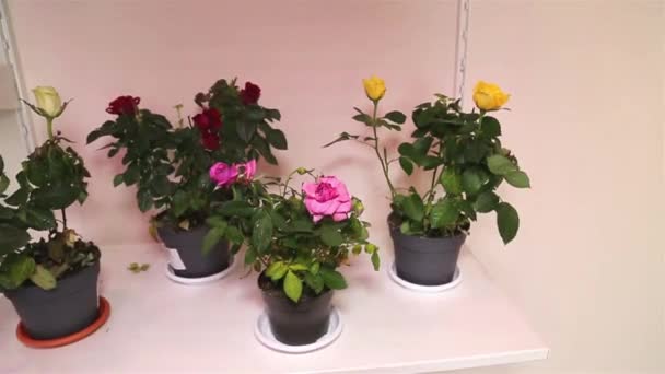 植物のパノラマ明るい背景にポットに明るいピンクの赤黄色の花を持つローズパティオヒット ラテンRsa 花ホーム屋内植物 — ストック動画