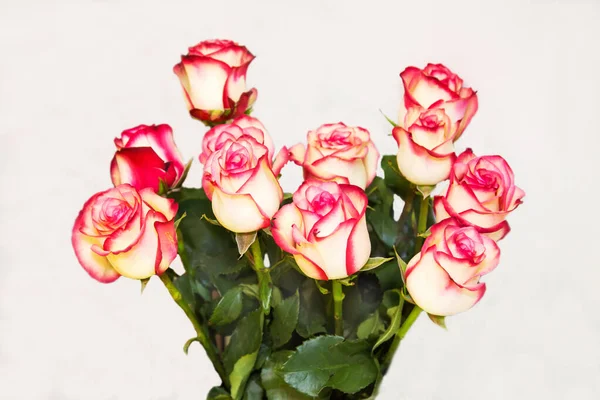 Mazzo Rose Latino Rsa Con Petali Rosa Delicati Luminosi Isolati — Foto Stock