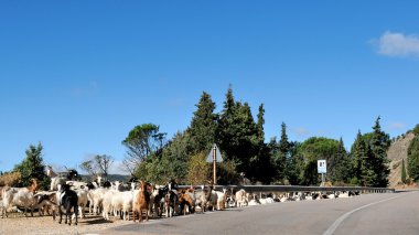 Bir dağ yolda keçi