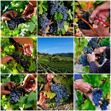 Fotoğraf kolaj bir bağ