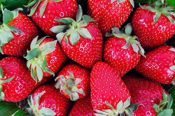 Fresas hermosas y fragantes — Foto de Stock