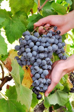 Olgun üzüm güzel bir demet toplamak eller