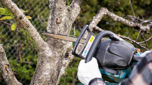 Farmer Wears Protective Gloves Cuts Dry Branches Cherry Tree Autumn — Stock Photo, Image