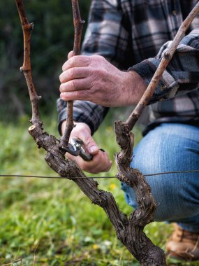 Şarap üreticisi elin yakın çekimi. Üzüm bağını profesyonel çelik makasla budayın. Geleneksel tarım.