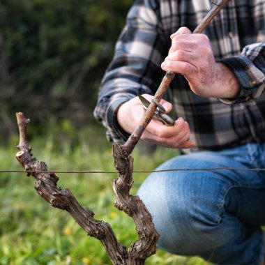 Şarap üreticisi elin yakın çekimi. Üzüm bağını profesyonel çelik makasla budayın. Geleneksel tarım.