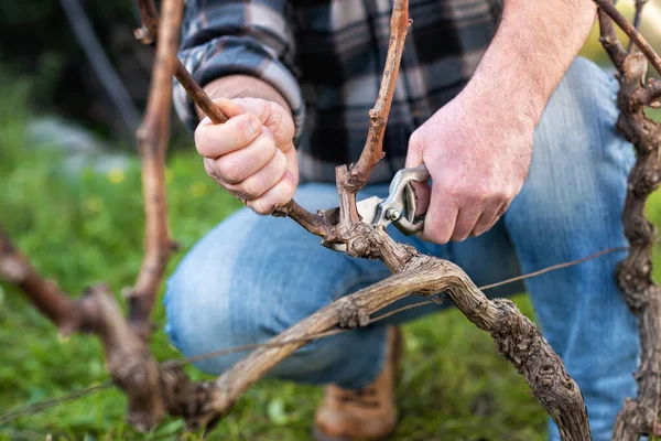 Nahaufnahme Einer Winzerhand Schneiden Sie Den Weinberg Mit Einer Professionellen — Stockfoto