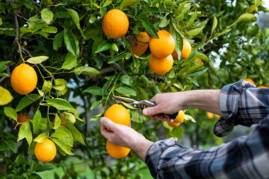 Portakalları narenciye bahçesinde makasla hasat eden çiftçinin ellerine yakın çekim. Geleneksel tarım.