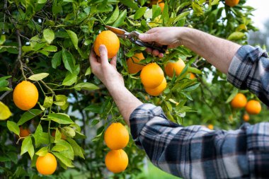 Portakalları narenciye bahçesinde makasla hasat eden çiftçinin ellerine yakın çekim. Geleneksel tarım.