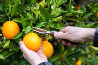 Portakalları narenciye bahçesinde makasla hasat eden çiftçinin ellerine yakın çekim. Geleneksel tarım.