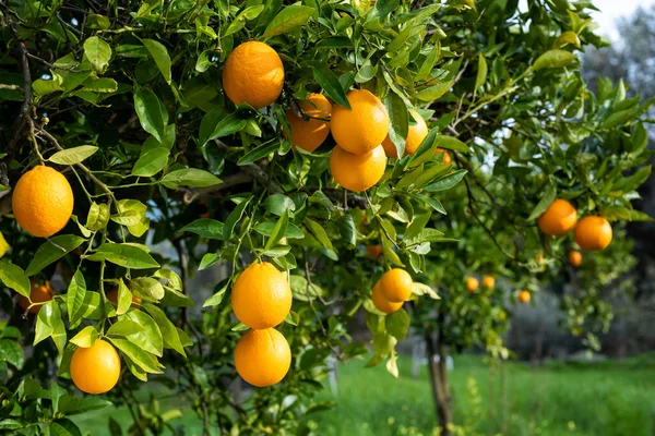 Ώριμα Πορτοκάλια Κρέμονται Ανάμεσα Στα Φύλλα Στα Κλαδιά Των Δέντρων — Φωτογραφία Αρχείου
