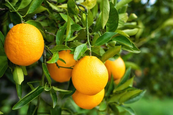 Ώριμα Πορτοκάλια Κρέμονται Ανάμεσα Στα Φύλλα Στα Κλαδιά Των Δέντρων — Φωτογραφία Αρχείου