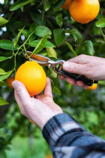 Κοντινό Πλάνο Των Χεριών Του Αγρότη Που Μαζεύει Πορτοκάλια Στο — Φωτογραφία Αρχείου