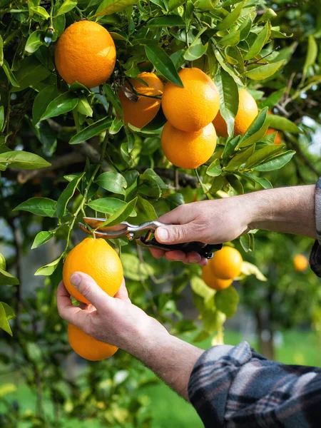 Κοντινό Πλάνο Των Χεριών Του Αγρότη Που Μαζεύει Πορτοκάλια Στο — Φωτογραφία Αρχείου