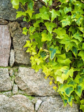 Tırmanan bitki, eski bir duvarın düzensiz taşları arasında büyüyen yeşil sarmaşık. Mimari yapılar. Metin alanı olan güzel eski arkaplan.