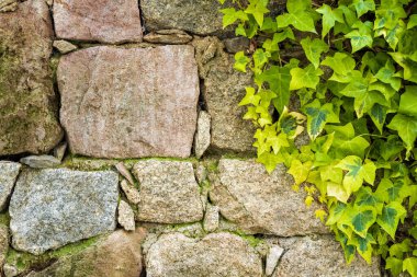 Tırmanan bitki, eski bir duvarın düzensiz taşları arasında büyüyen yeşil sarmaşık. Mimari yapılar. Metin alanı olan güzel eski arkaplan.