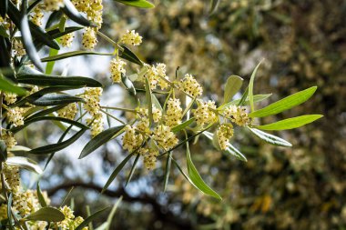 İlkbaharda çiçek açarken bir zeytin dalını kapat. Geleneksel tarım. 