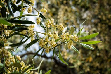 Çiçek açarken, ilkbaharda çiğ tanesiyle ıslanmış bir zeytin dalının yakın çekimi. Geleneksel tarım. 