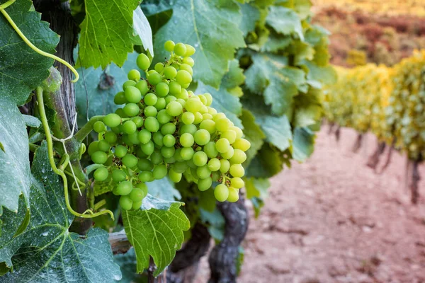 Fruit Een Wijngaard Trossen Druiven Met Bessen Net Gevormd Bloei — Stockfoto