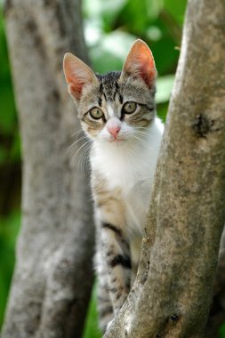 kedi