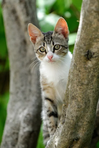 The cat — Stock Photo, Image