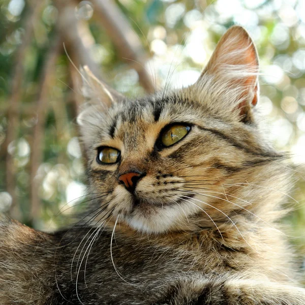 The cat — Stock Photo, Image