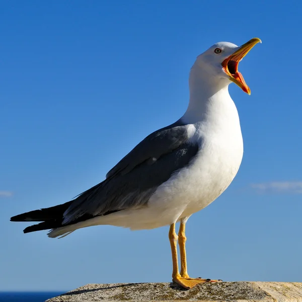 Måsen — Stockfoto