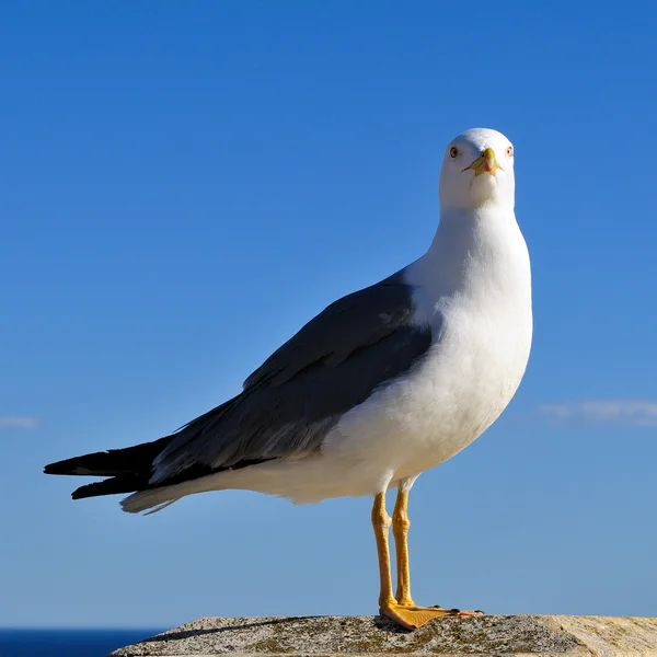 Burung camar — Stok Foto