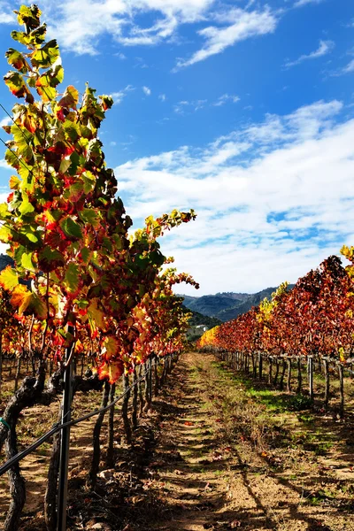 Vinné révy s barvami podzimu — Stock fotografie