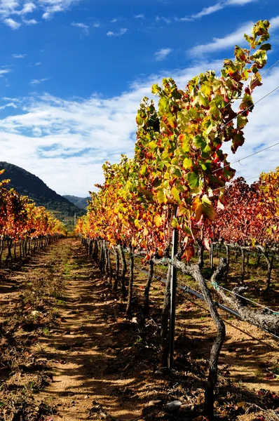 Виноград с цветами осени — стоковое фото