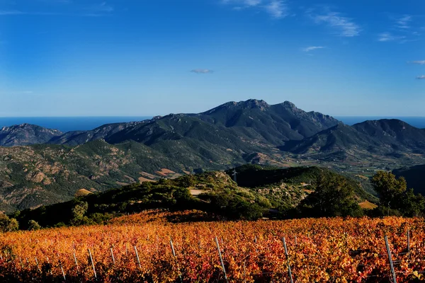 La vid con los colores del otoño — Foto de Stock