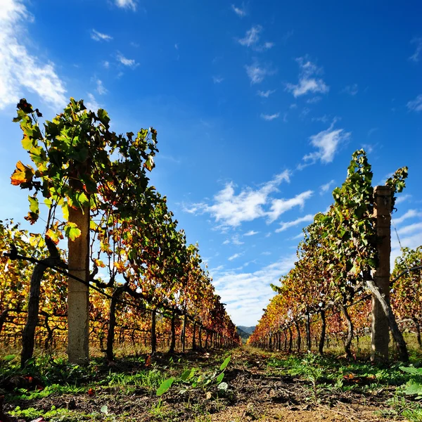 Vinné révy s barvami podzimu — Stock fotografie