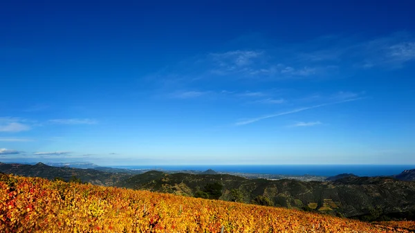 Die Rebe mit den Farben des Herbstes — Stockfoto