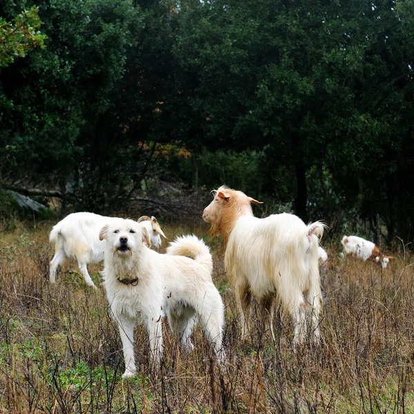 Goats grazing. — Stock Photo, Image