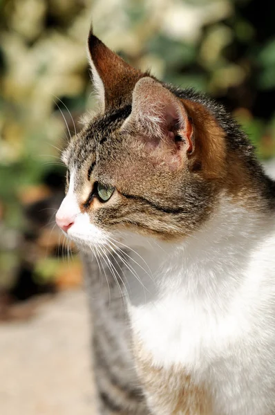 The cat — Stock Photo, Image