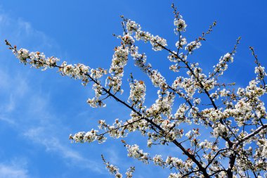 blossom'ın kiraz ağacında