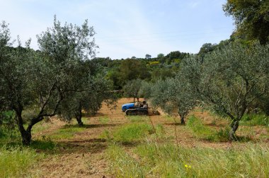 Zeytin bahçesinde çalışır