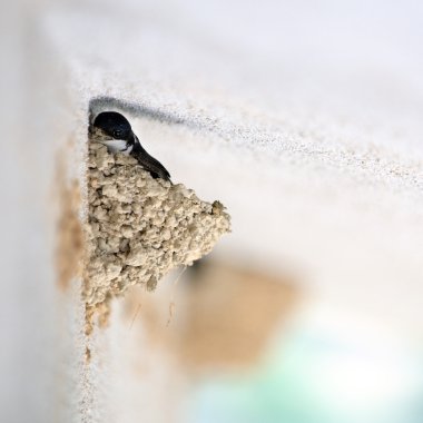 Yuva yapar kırlangıç